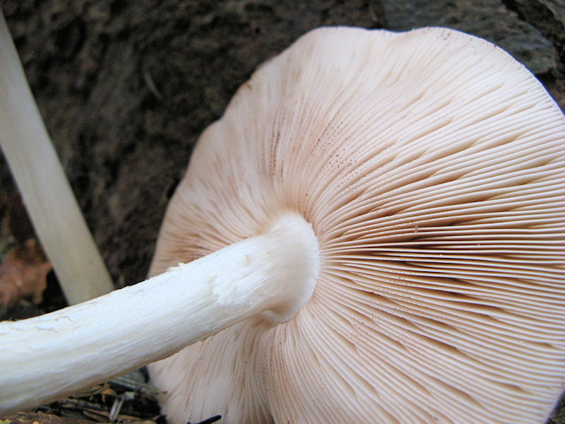 Per chi si vuol divertire!